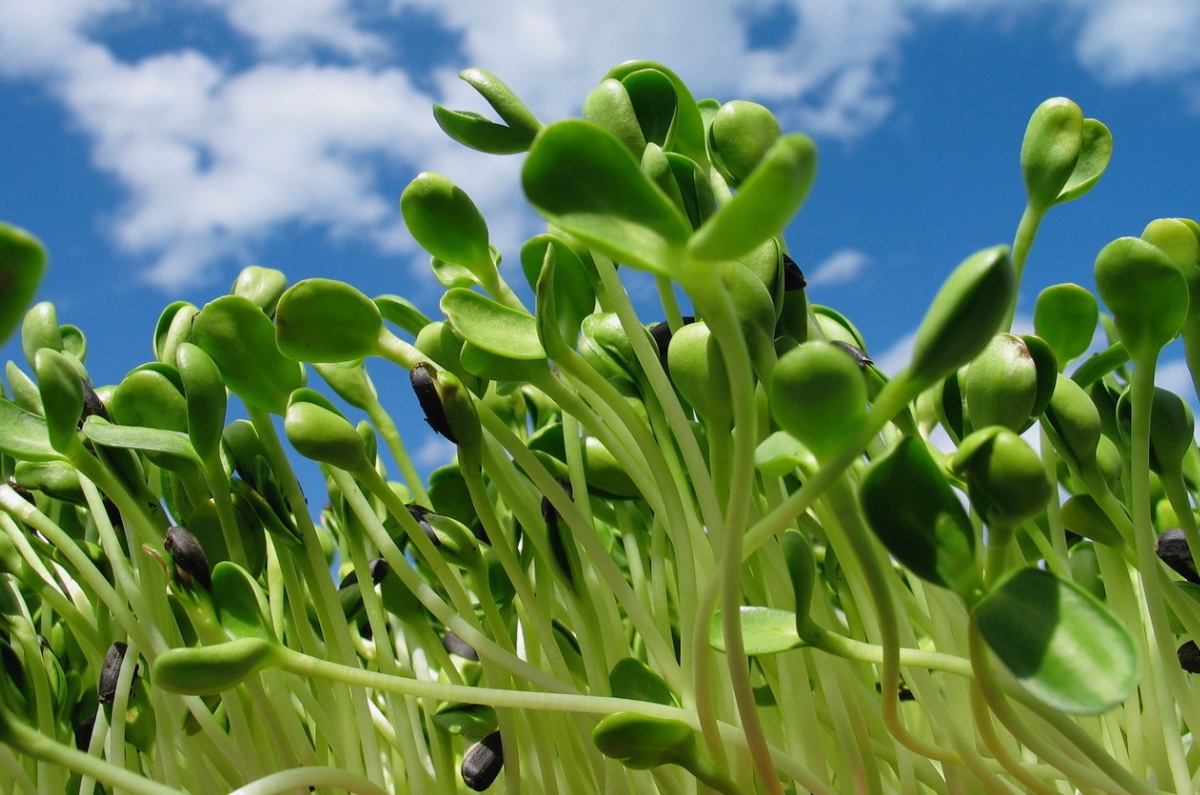 agendatop-2-germination