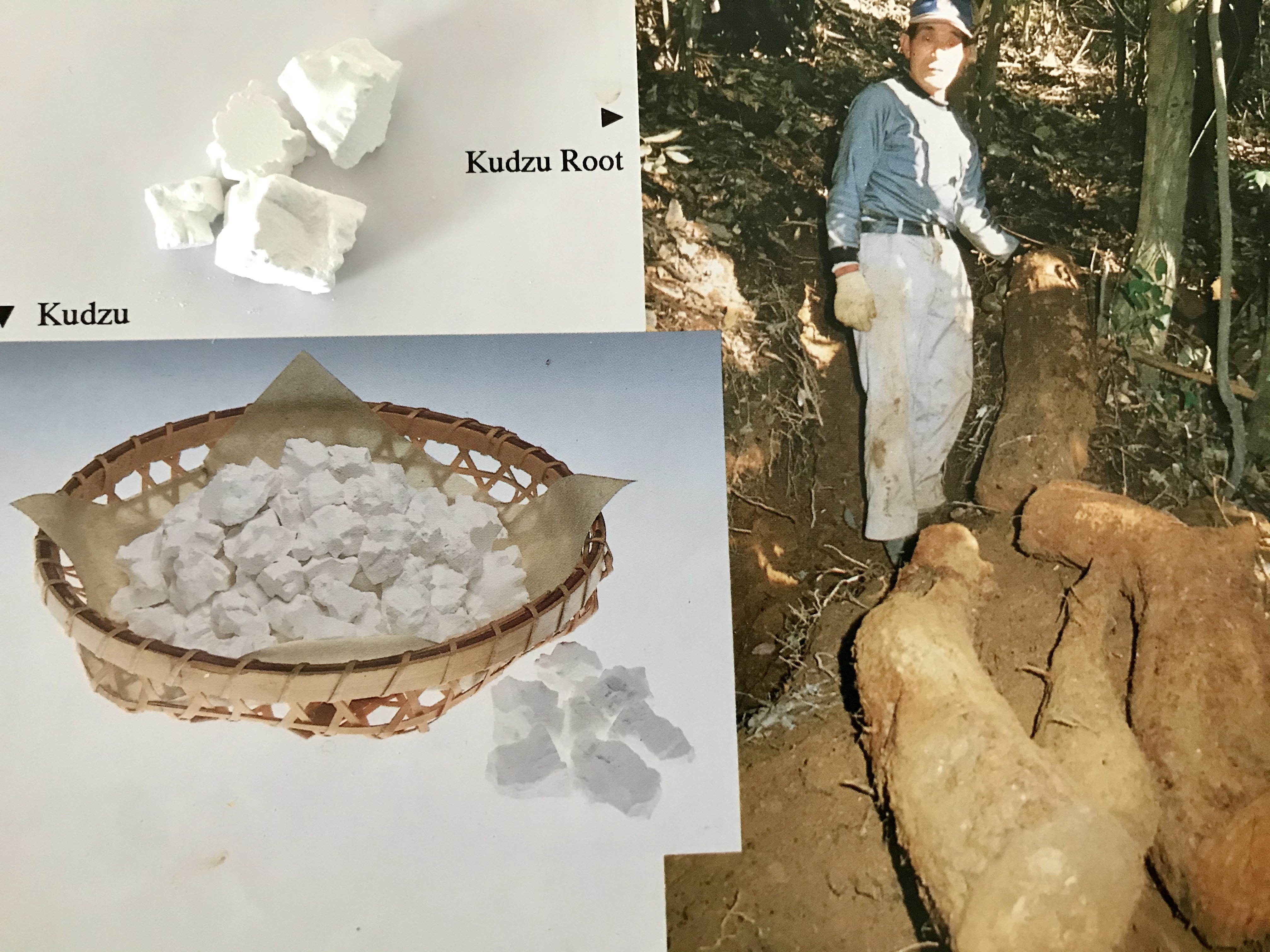 Kudzu