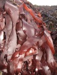 Dulse sauvage au sel, 1kg