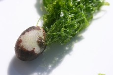 Ao-Nori en paillettes, 50g