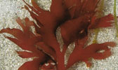 dulse small